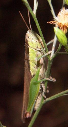 Réf. 229 584 : Oxya sp.